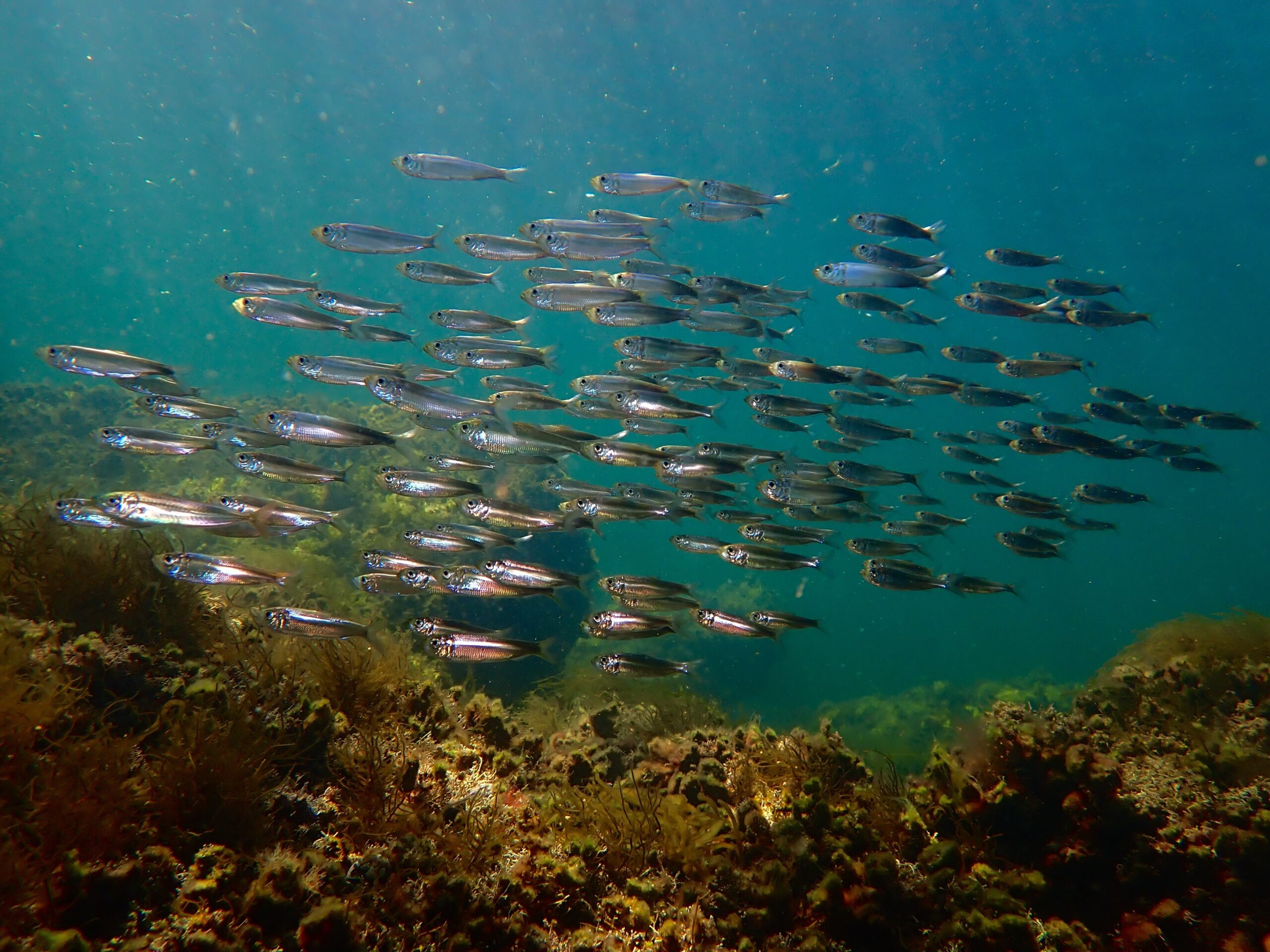 Atlantic Herring swim offshore in the Sambro Ledges, an area identified as having high conservation value. Photo: CPAWS-NS