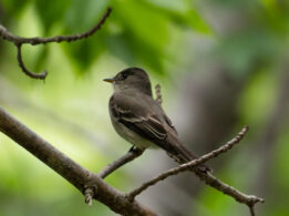 Eastern Wood PeeWee