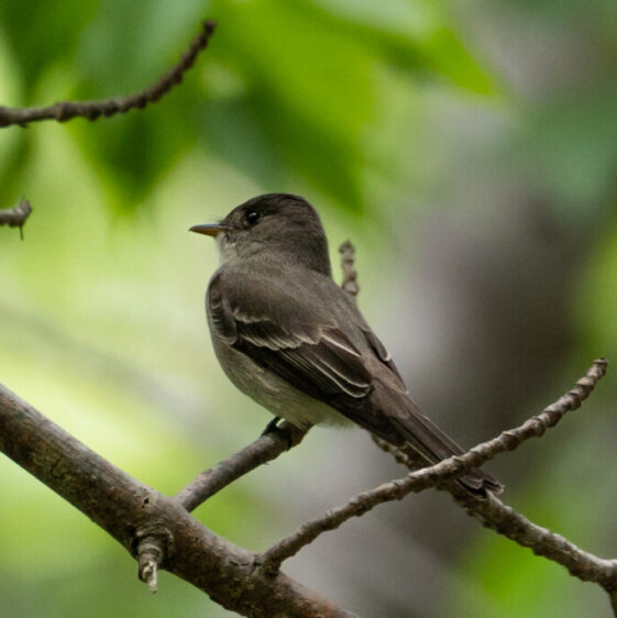 Eastern wood pewee - Vulnerable under Endangered Species Act (2013)