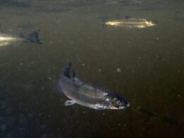 Atlantic Whitefish