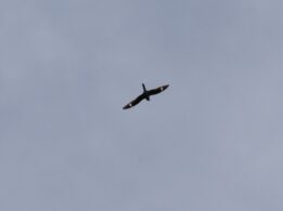 Common Nighthawk