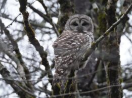 Barred Owl