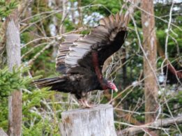 Turkey Vulture