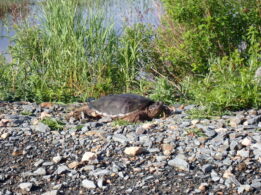 Snapping Turtle