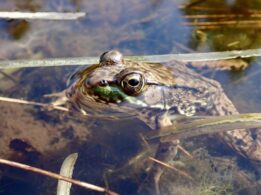 Green Frog