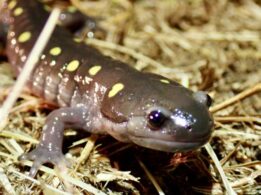 Spotted Salamander