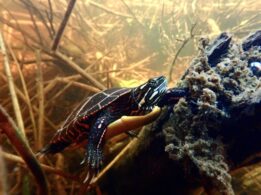 Eastern Painted Turtle