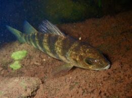 Yellow Perch