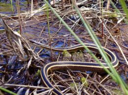 Eastern Ribbonsnake