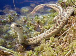 Maritime garter snake