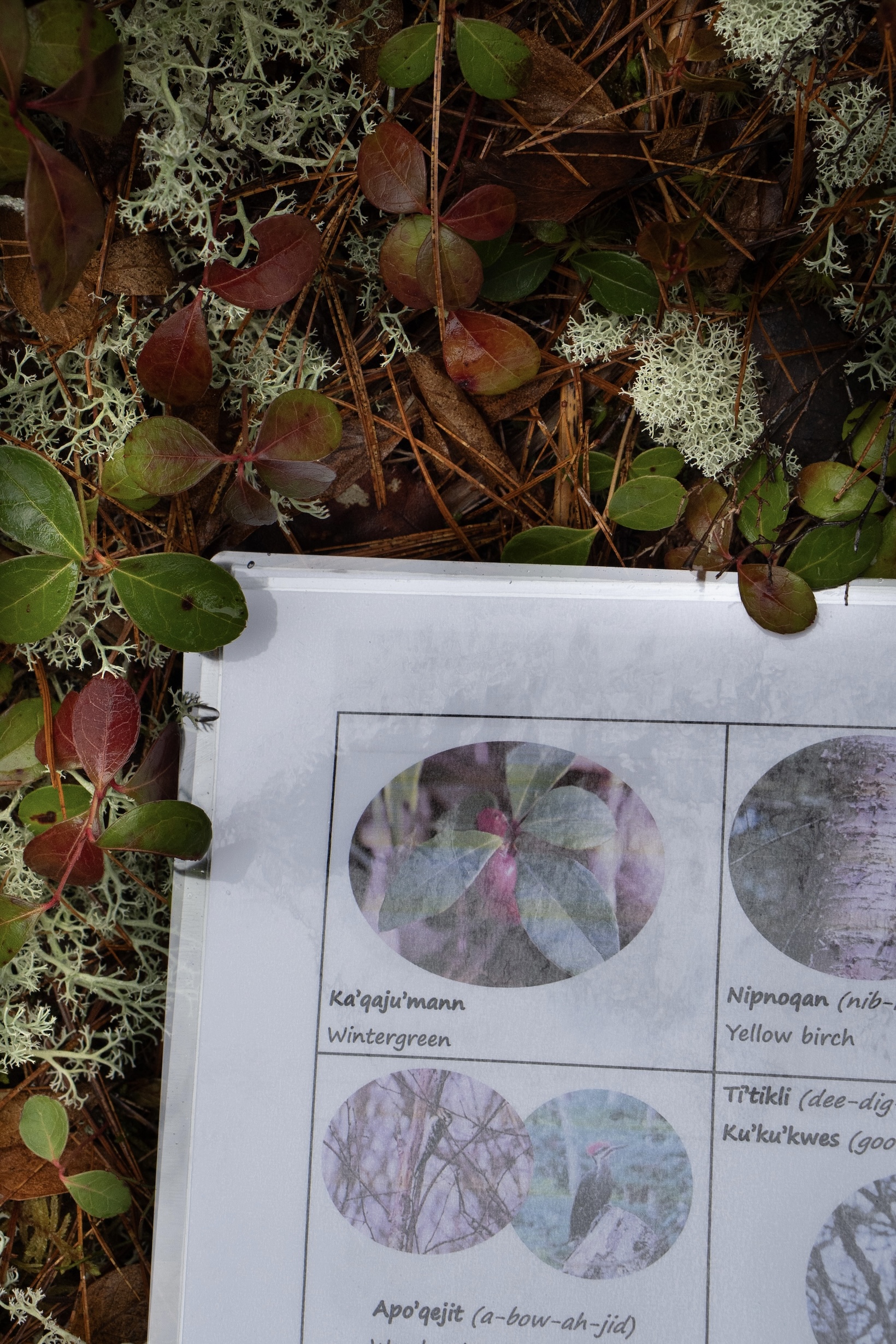 A spring plant guide created by Melissa Labrador and CPAWS-NS lies in a bed of Ka'qaju'mann/ Wintergreen. The red and green leaves can be seen poking around the sheet.